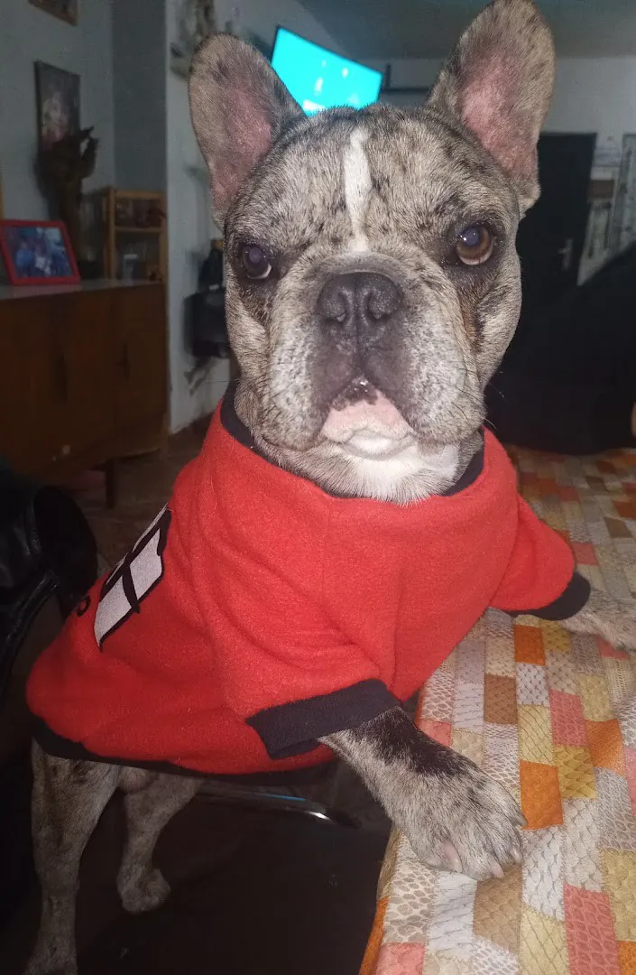Bulldog francés gris con un buzo rojo