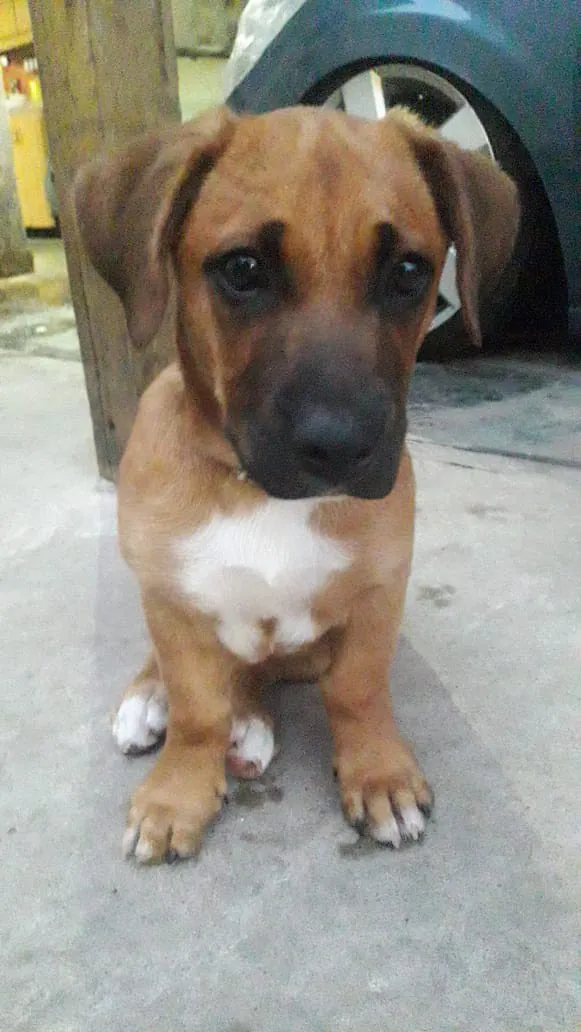 Cachorro marrón con el pecho blanco, sentado y mirando a cámara