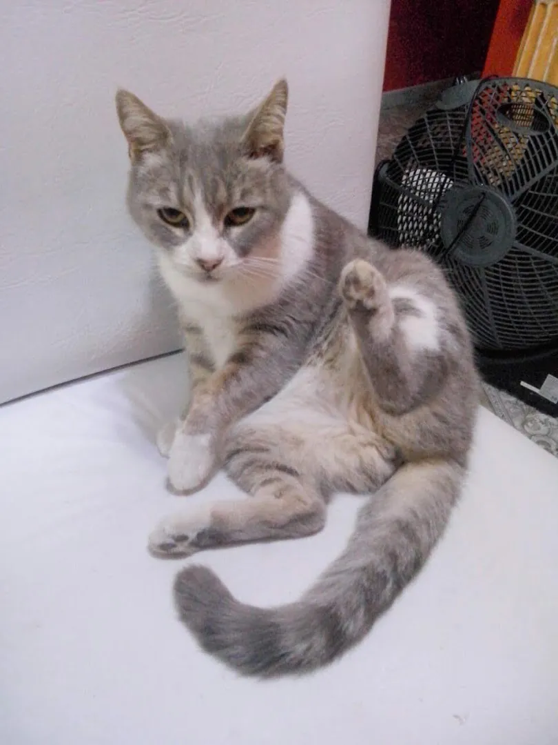 Gata gris y blanca echada sobre una manta blanca