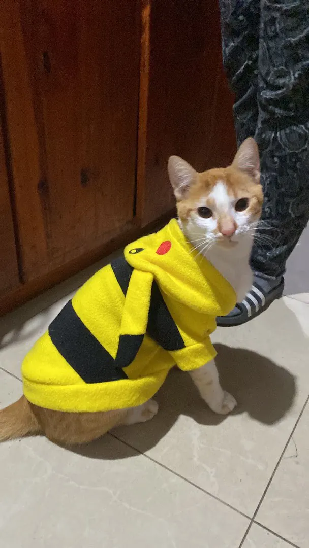 Gato naranja y blanco con un buzo amarillo y negro
