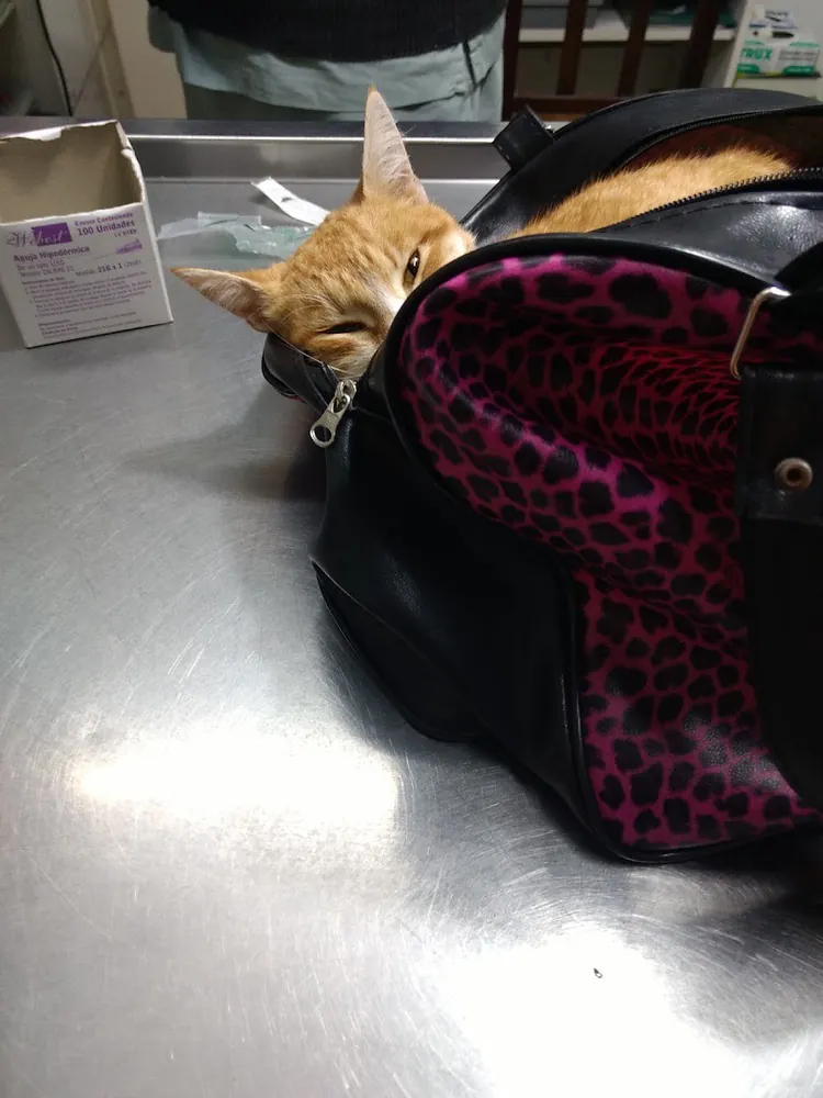 Gato naranja asomado de su bolso, sobre la mesa de acero del consultorio
