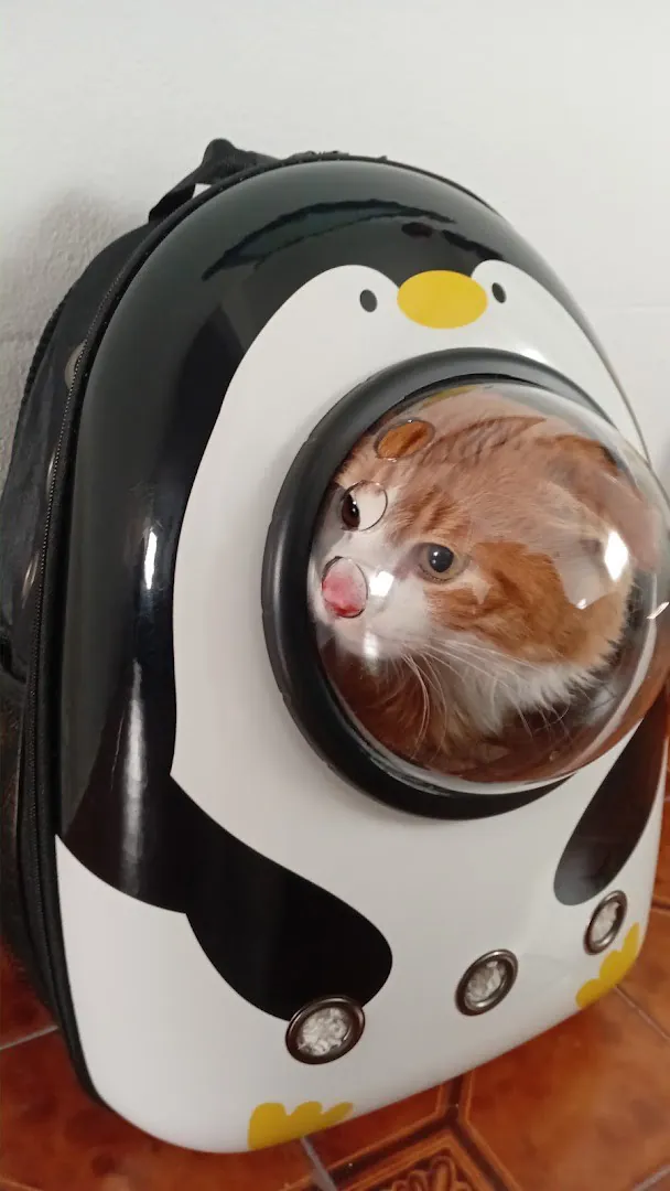 Gato naranja y blanco mirando desde una mochila transparente con forma de pingüino
