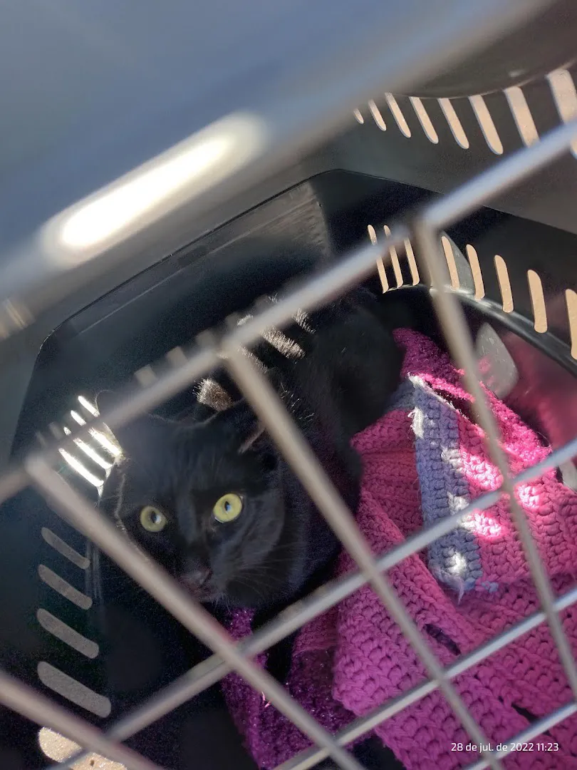Gato negro mirando desde adentro de su transportadora